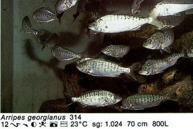 Arripes georgianus